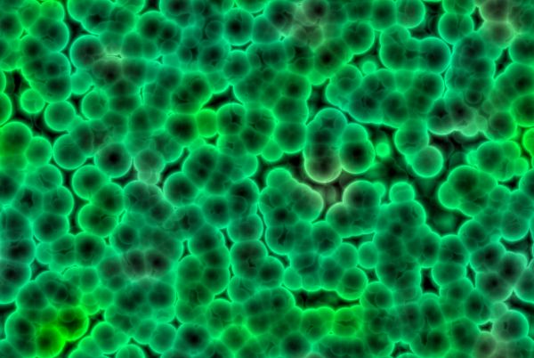 Green Bacteria